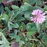 Trifolium pratense आदत