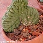 Cereus jamacaru List