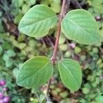 Symphoricarpos orbiculatus Folha