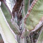 Euphorbia abyssinica Hoja