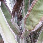 Euphorbia abyssinica Blad