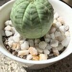 Euphorbia obesa 葉