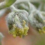 Artemisia umbelliformis Habitus