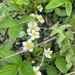 Fragaria virginiana Flor