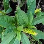 Phytolacca octandra Blad