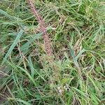 Ambrosia artemisiifolia Хабит