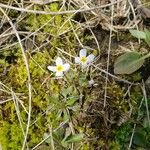 Houstonia caerulea Цвят