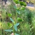 Euphorbia terracina Levél