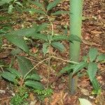 Ardisia compressa Libunga