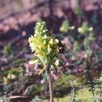 Pedicularis canadensis Flower