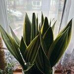 Dracaena stuckyi Цветок