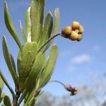 Pittosporum poumense 果實