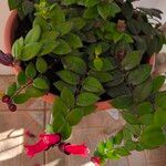 Aeschynanthus radicans 花