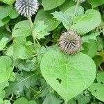 Echinops bannaticus Характер