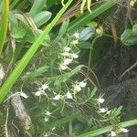 Angraecum expansum Habit