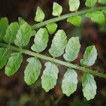 Asplenium barteri Folha