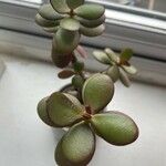 Crassula ovata 葉