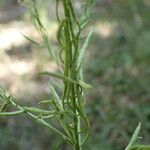 Sisymbrium austriacum Plod