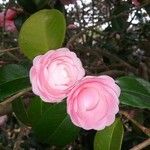 Camellia - Pink PerfectionKwiat