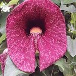 Aristolochia littoralis Flower