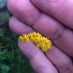 Solidago arguta 花