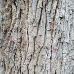 Quercus robur Кора