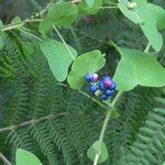 Persicaria perfoliata फल