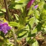 Echium rosulatum Blatt