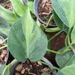 Philodendron cordatum Feuille