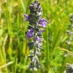 Salvia verbenacaFlower