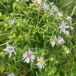 Symphyotrichum puniceum Flower