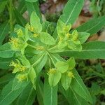 Euphorbia hyberna ফুল