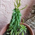 Peperomia dolabriformis Leaf