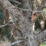 Pinus gerardiana Écorce