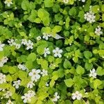 Bacopa repens Feuille