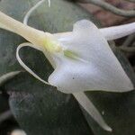 Angraecum angustipetalum Flower