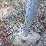 Sisymbrium orientale Folha