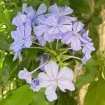 Plumbago auriculataപുഷ്പം