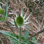 Dipsacus laciniatus പുഷ്പം