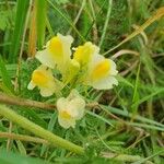 Linaria supinaFlor