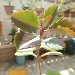 Kalanchoe longiflora Leaf