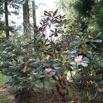 Rhododendron arizelum Habit