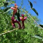 Dolichandra cynanchoides Flor