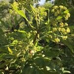 Heteromorpha arborescens Liść