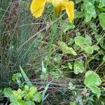 Iris pseudacorus Feuille