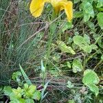 Iris pseudacorus Leaf