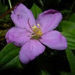 Heterotis rotundifolia Flower