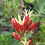 Spigelia marilandica 花