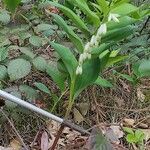 Polygonatum odoratum Flower