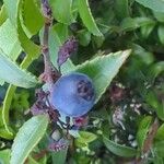 Vaccinium ovatum Fruit